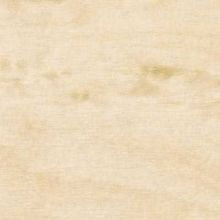 Береза песчаная