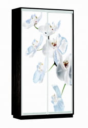 Шкаф-купе со стеклом Экспресс Хит Орхидея белая/Венге