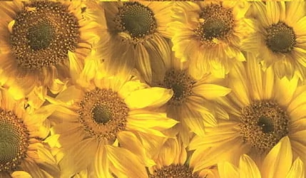 Стол обеденный Прямоугольный 900 600 фп Подсолнух ЛДСП серый