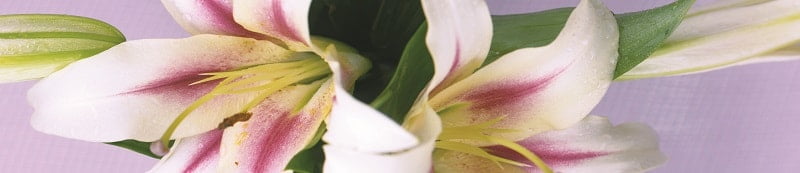 Глянцевый фартук (КОМПОЗИТ) КМ 204 / KM_0